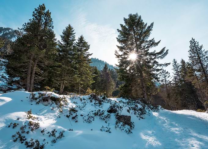 Snowy Forest Path