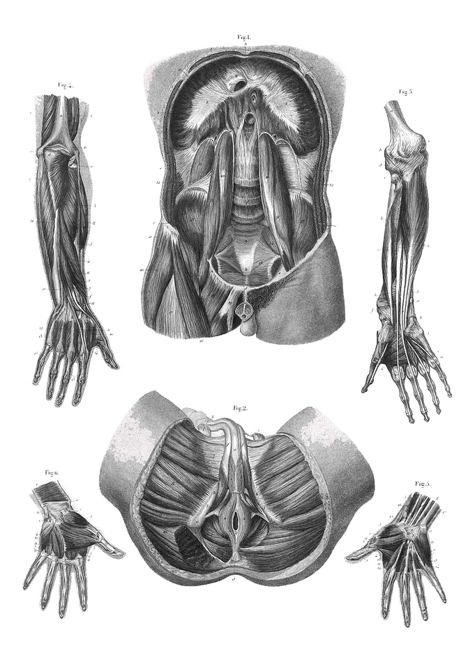Human Anatomy Illustration