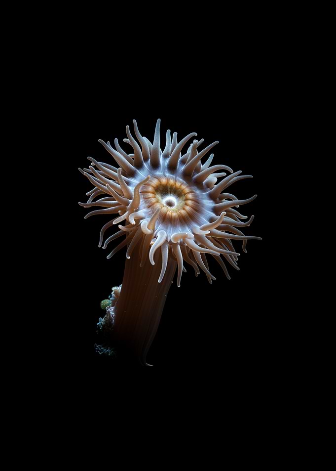 Sea Anemone Close-up