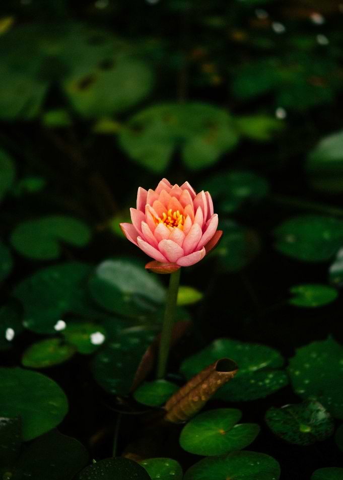 Pink Water Lily