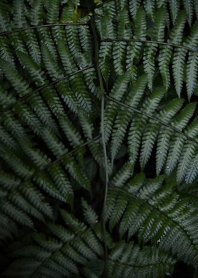 Fern Fronds Close-Up