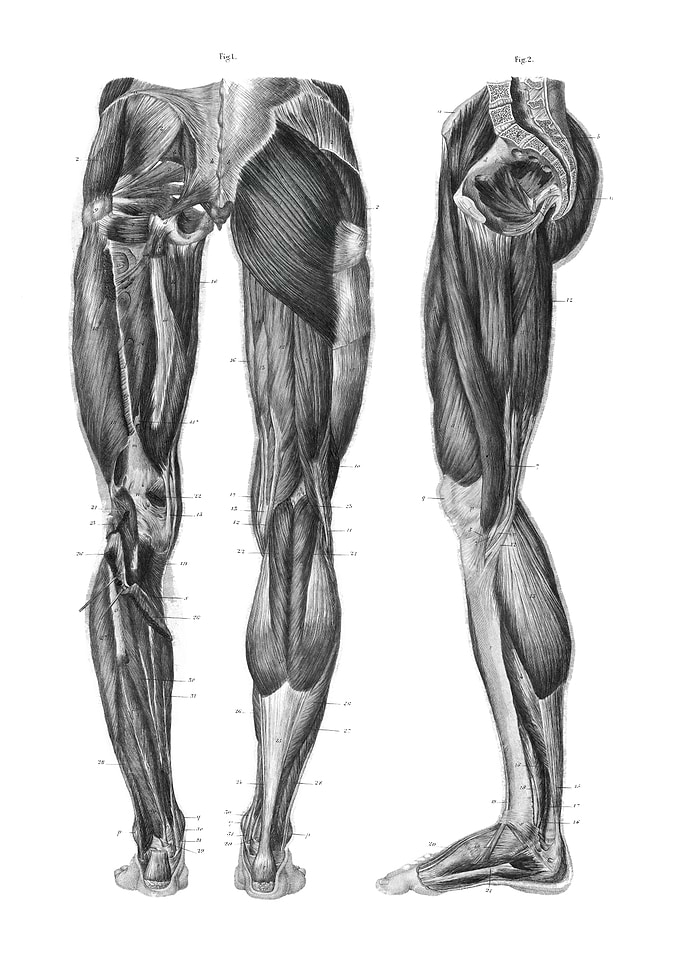 Human Leg Muscles Anatomy