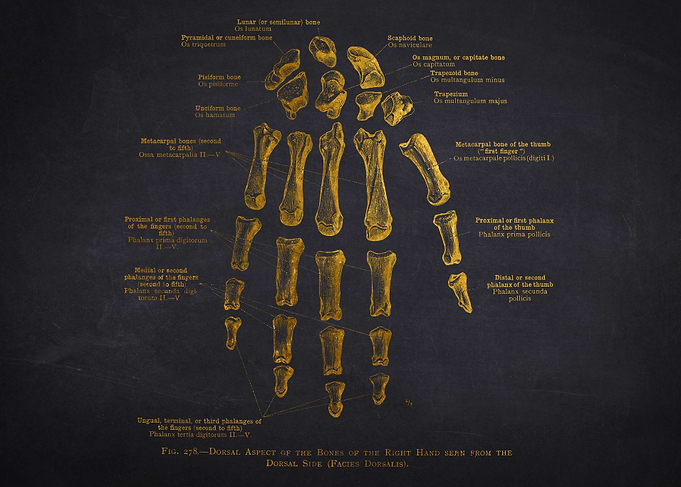 Hand Bones Anatomy Diagram
