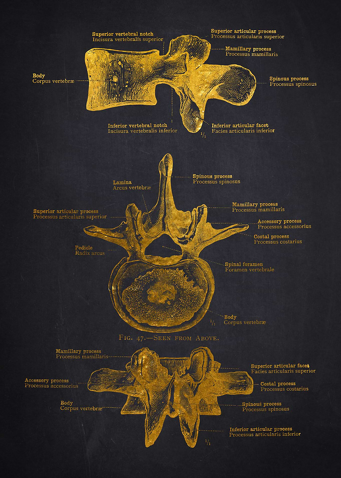 Human Vertebra Anatomy