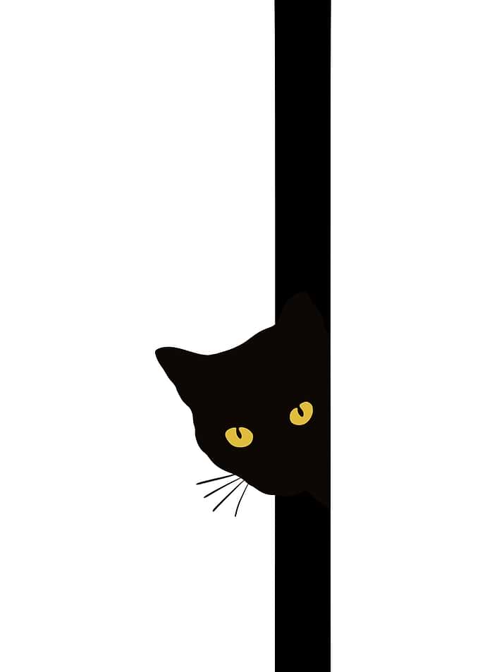 Black Cat Peeking