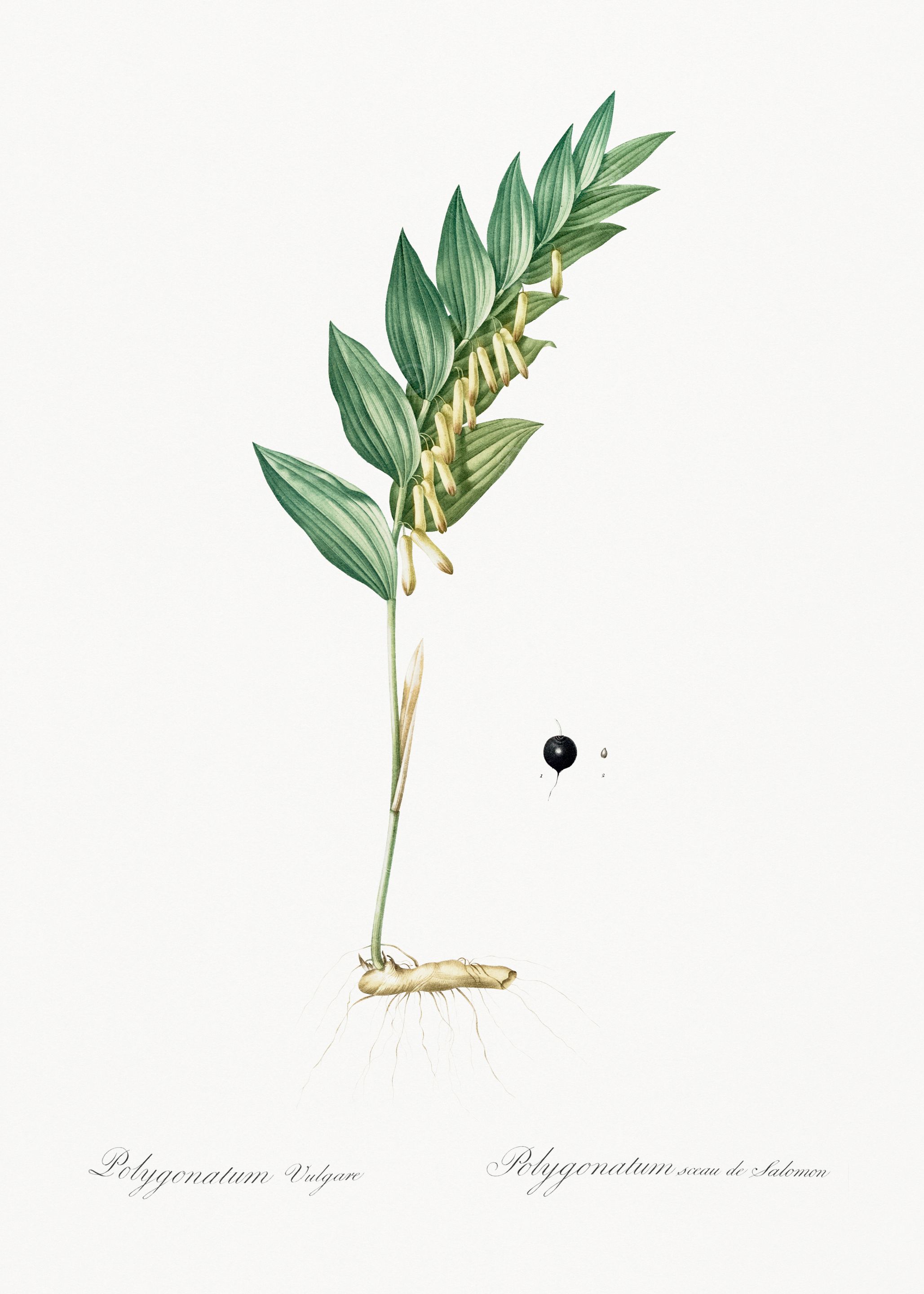Polygonatum Vulgare Illustration
