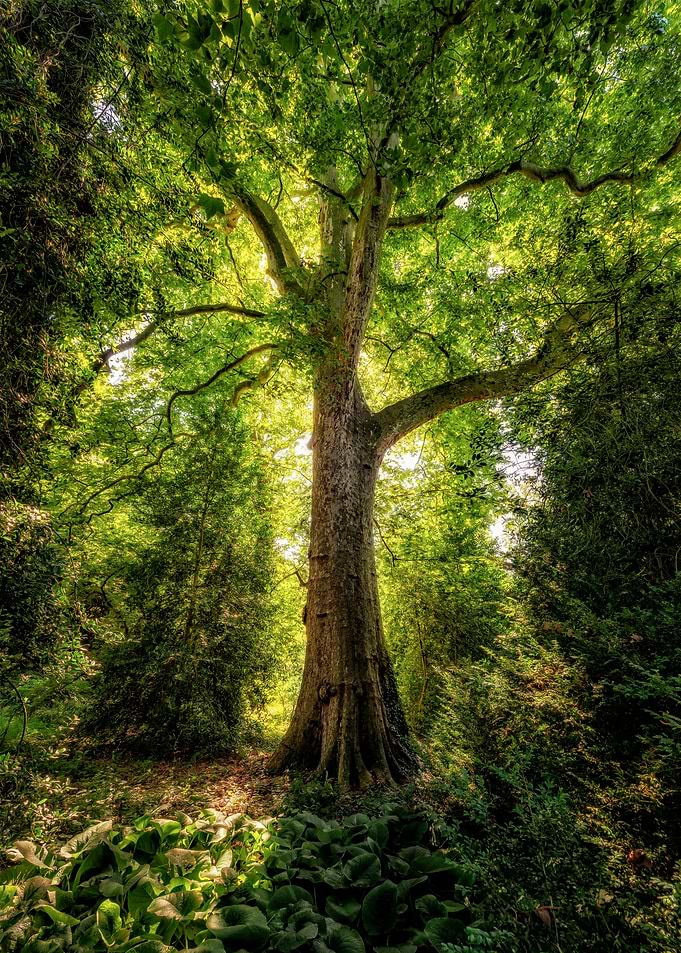 Sunlight Through Trees