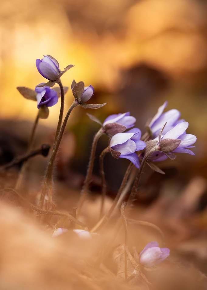 Purple Flowers in Bloom