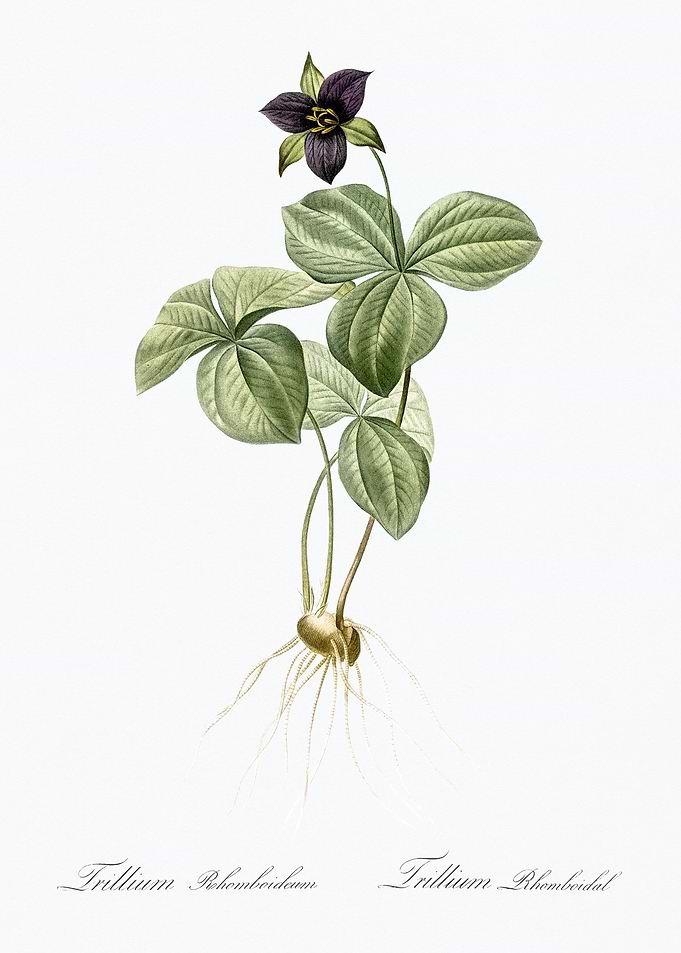 Trillium Rhomboideum Illustration