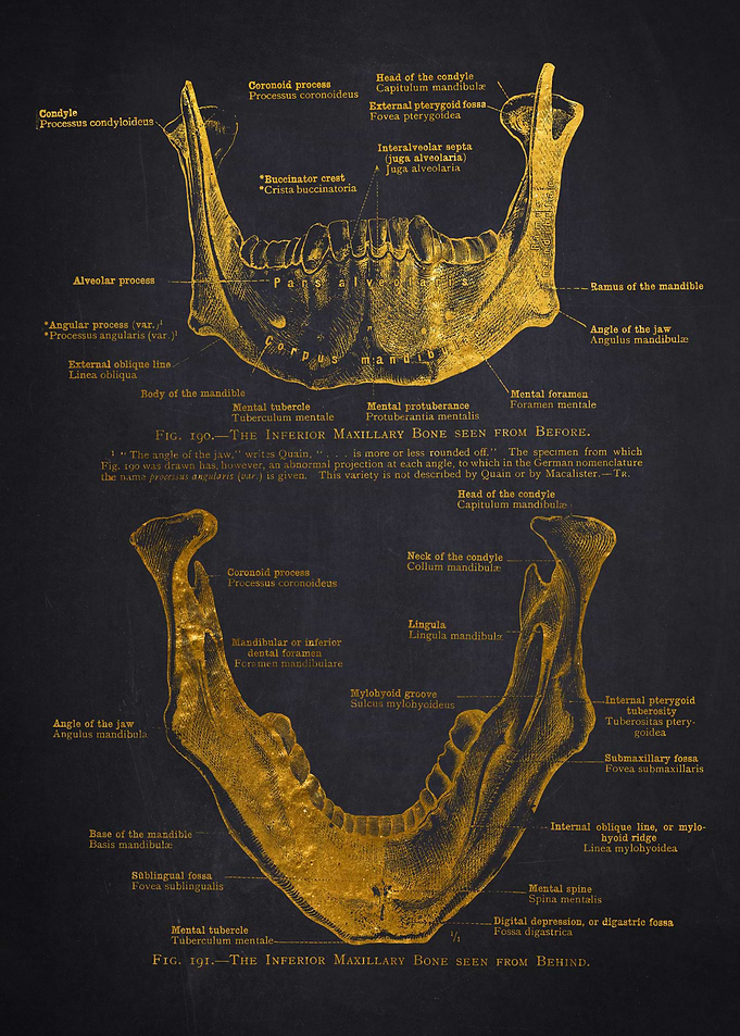 Human Jawbone Anatomy