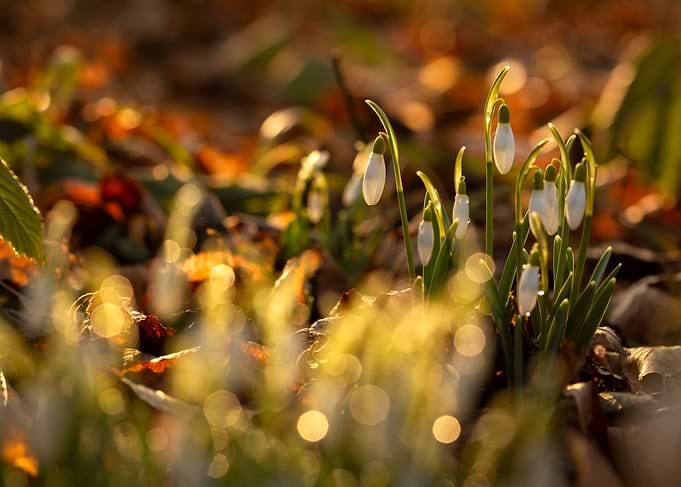 Snowdrops in Sunlight