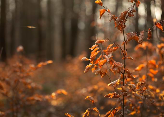 Autumn Leaves in Forest