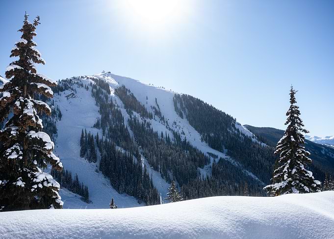 Snowy Mountain Tree View