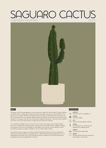 Saguaro Cactus Guide Illustration