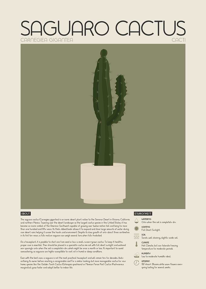 Saguaro Cactus Guide Illustration