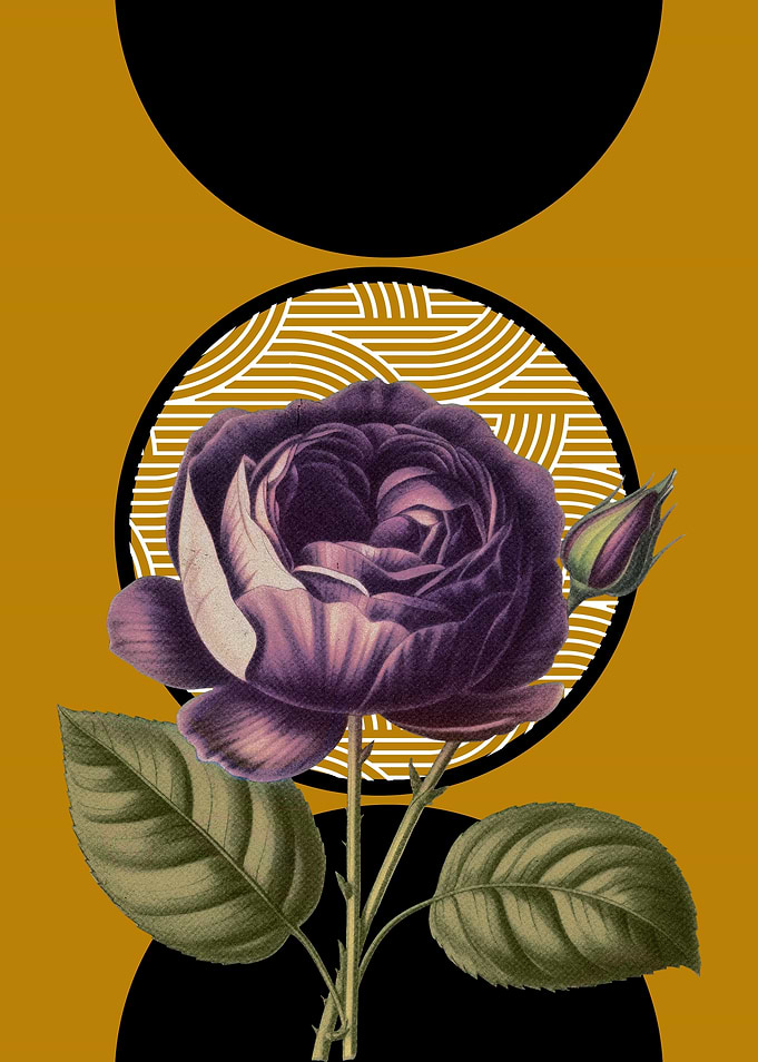 Purple Rose with Geometric Circles