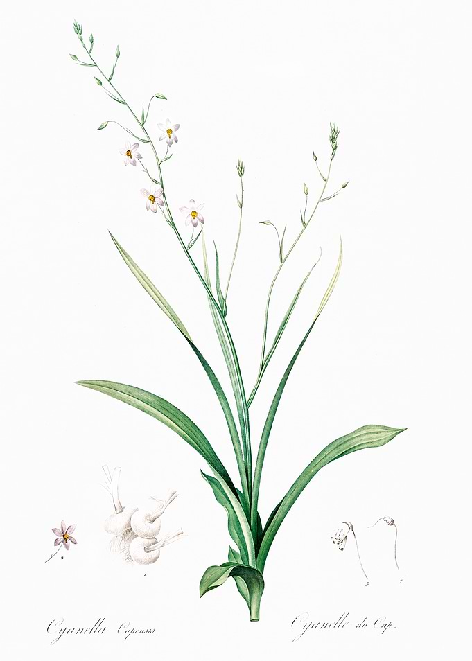 Botanical Illustration of Cyanella Capensis