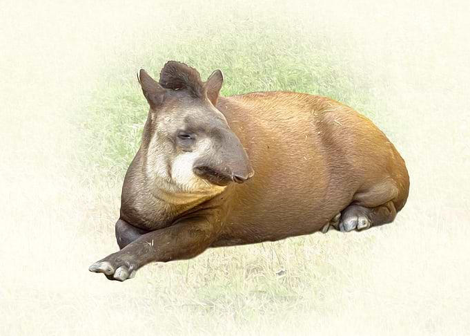 Brown Tapir Resting