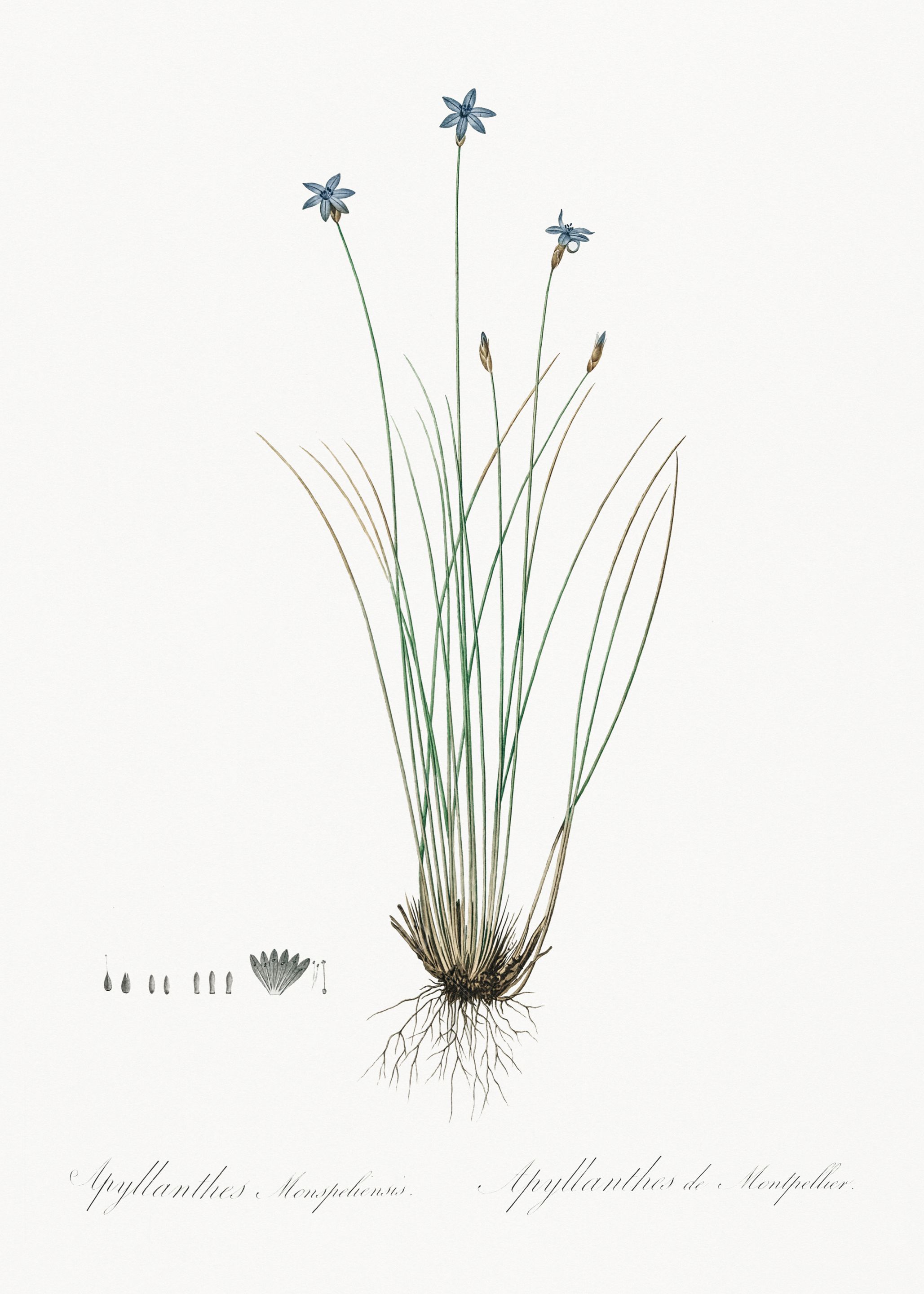 Botanical Illustration of a Plant