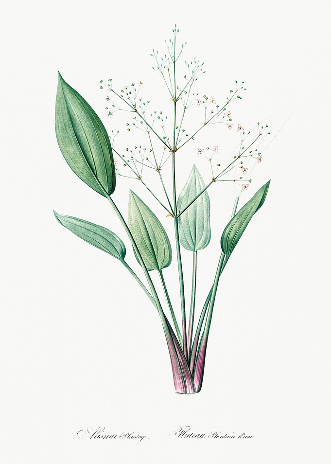 Water Plantain Illustration