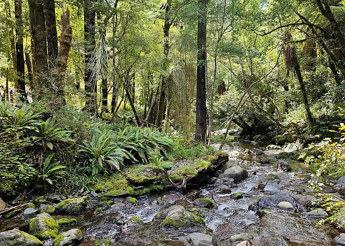 Forest Stream
