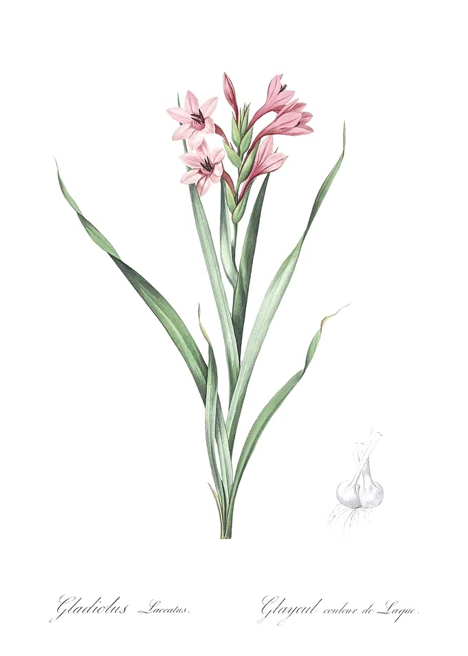 Gladiolus Flower Illustration