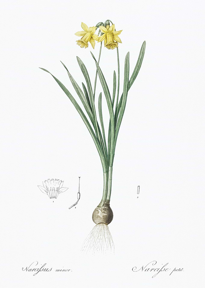 Narcissus Minor Botanical Illustration