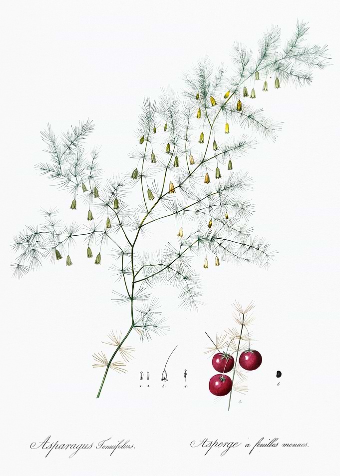 Asparagus Fern Illustration