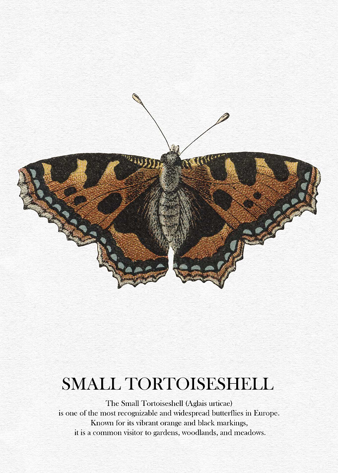 Small Tortoiseshell Butterfly