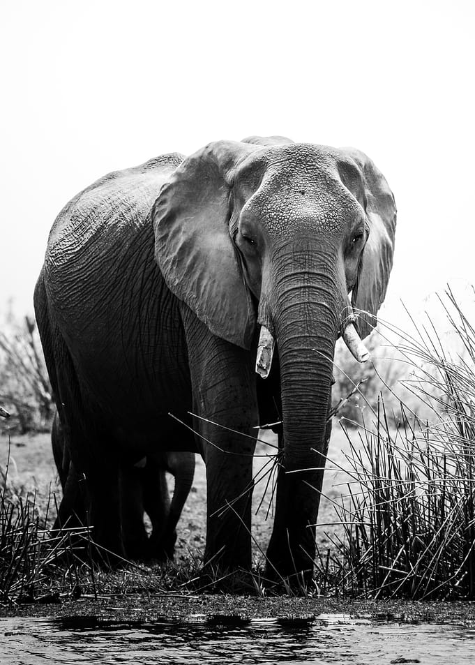 Elephant on River Bank