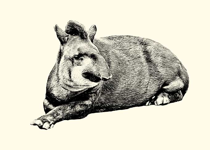 Tapir Illustration