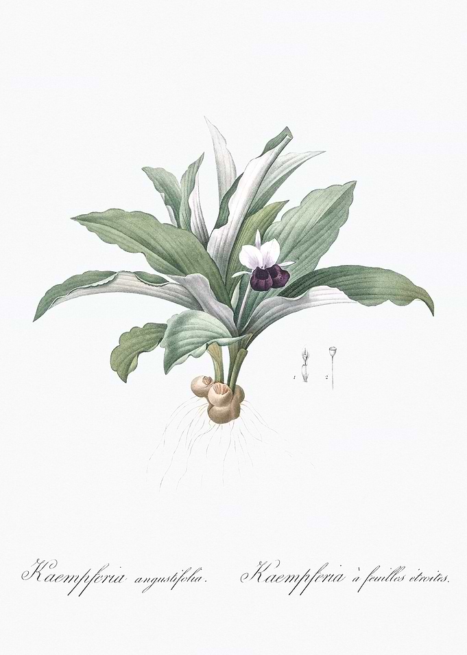 Botanical Illustration of Kaempferia