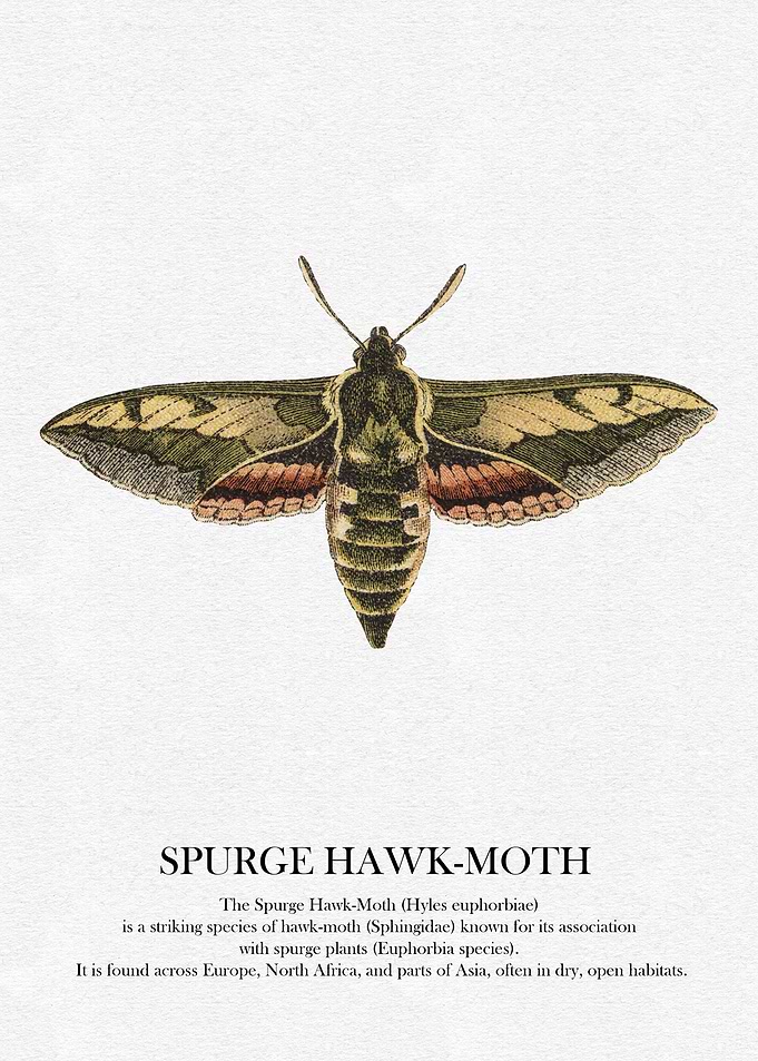 Spurge Hawk-Moth Illustration