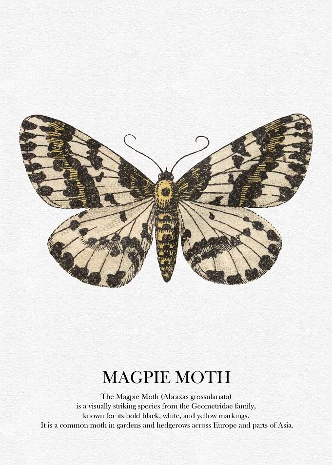Magpie Moth Illustration
