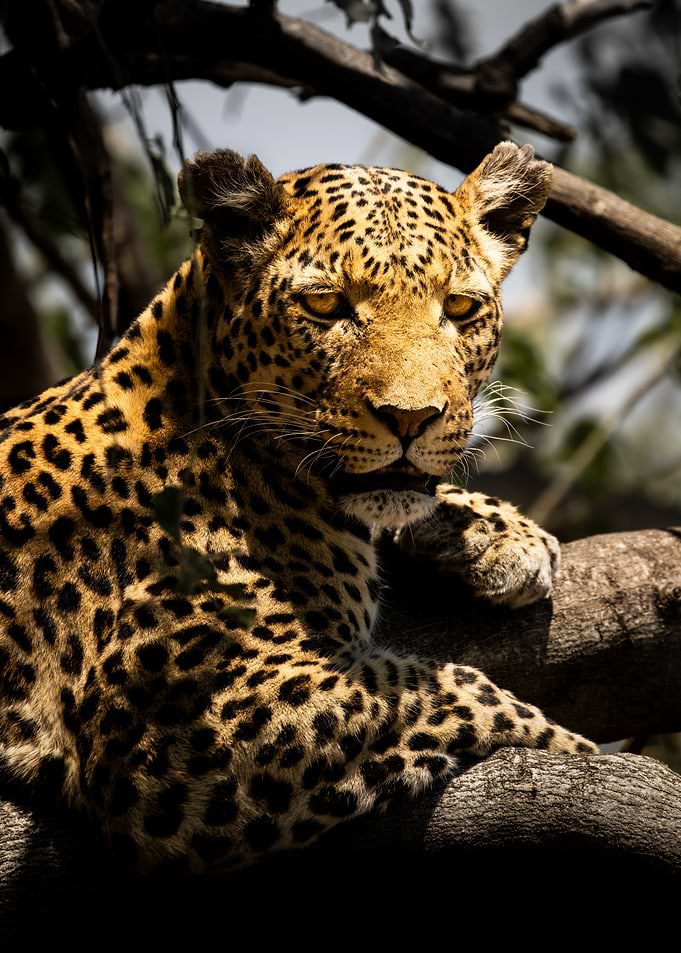 Leopard Face-to-Face