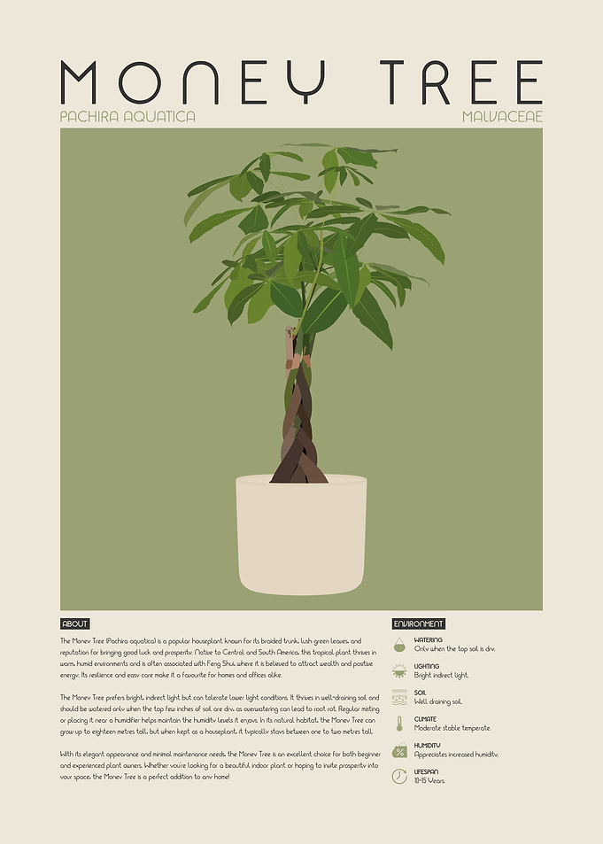 Money Tree Plant