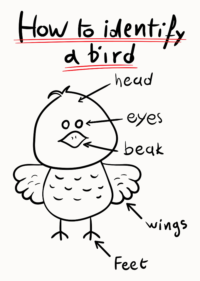 Bird Anatomy Diagram