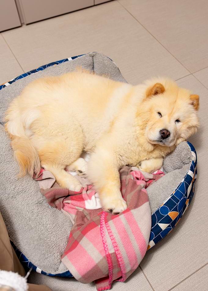 Chow Chow Sleeping in Bed
