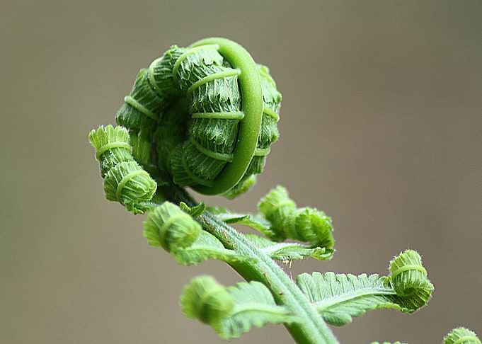 Fern Fiddlehead Closeup
