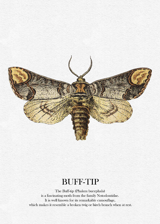 Buff-tip Moth Illustration