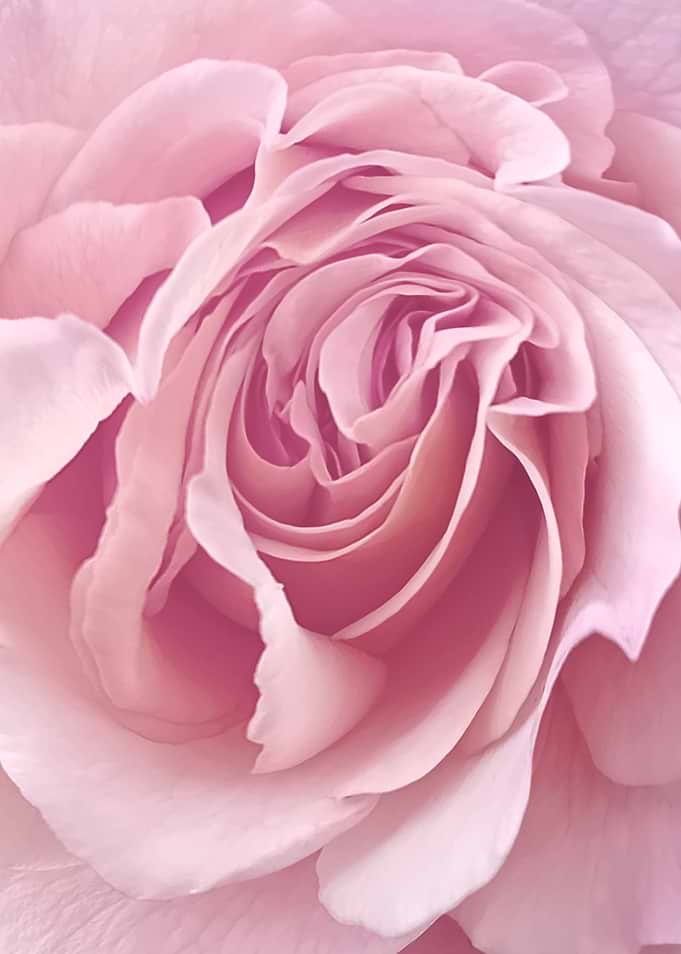 Pink Rose swirl