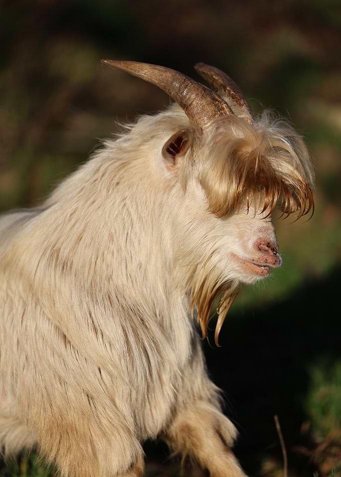 White Goat with Long Fur