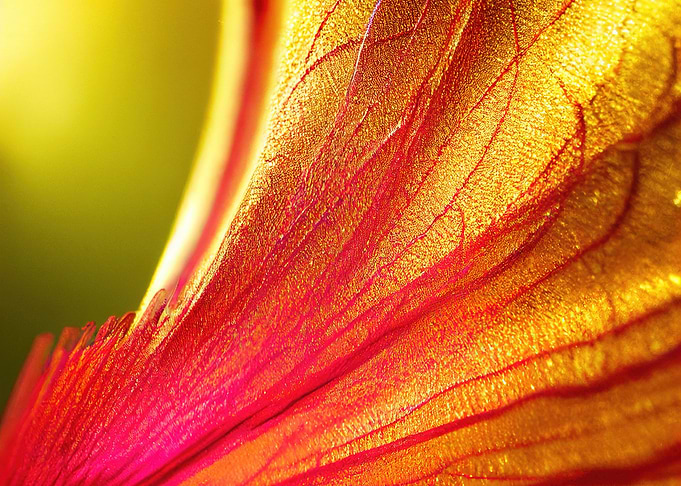 Close-up Flower Petal