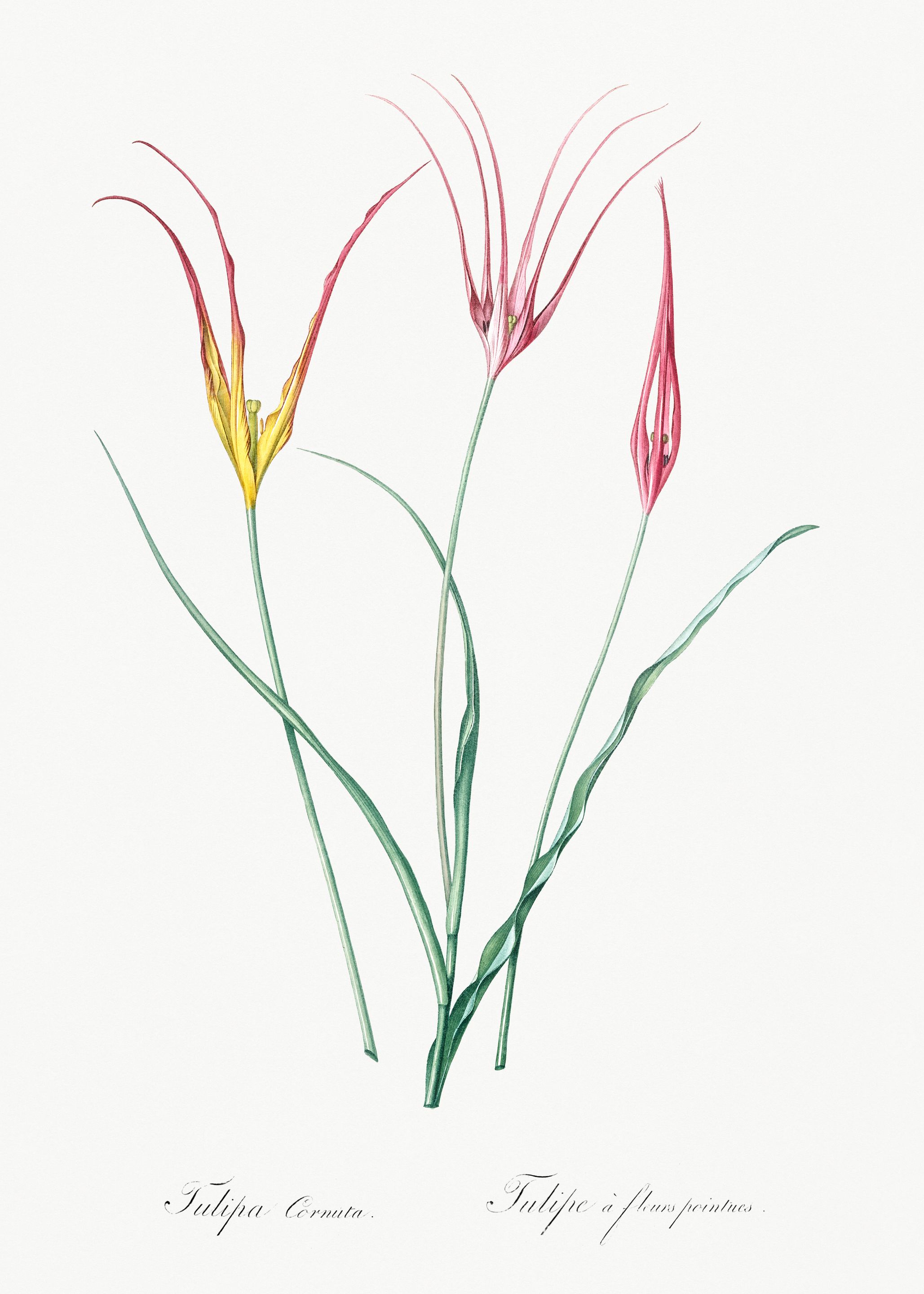 Tulipa Cornuta Botanical Illustration