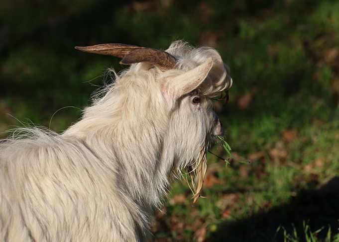 White Goat Grazing