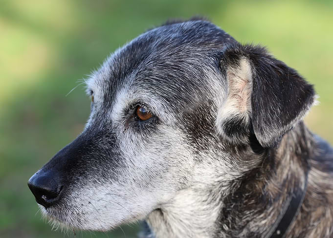 Senior Dog Portrait
