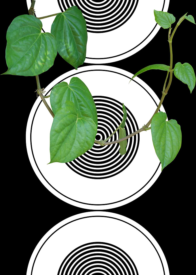 Green Vine on Black and White Circles