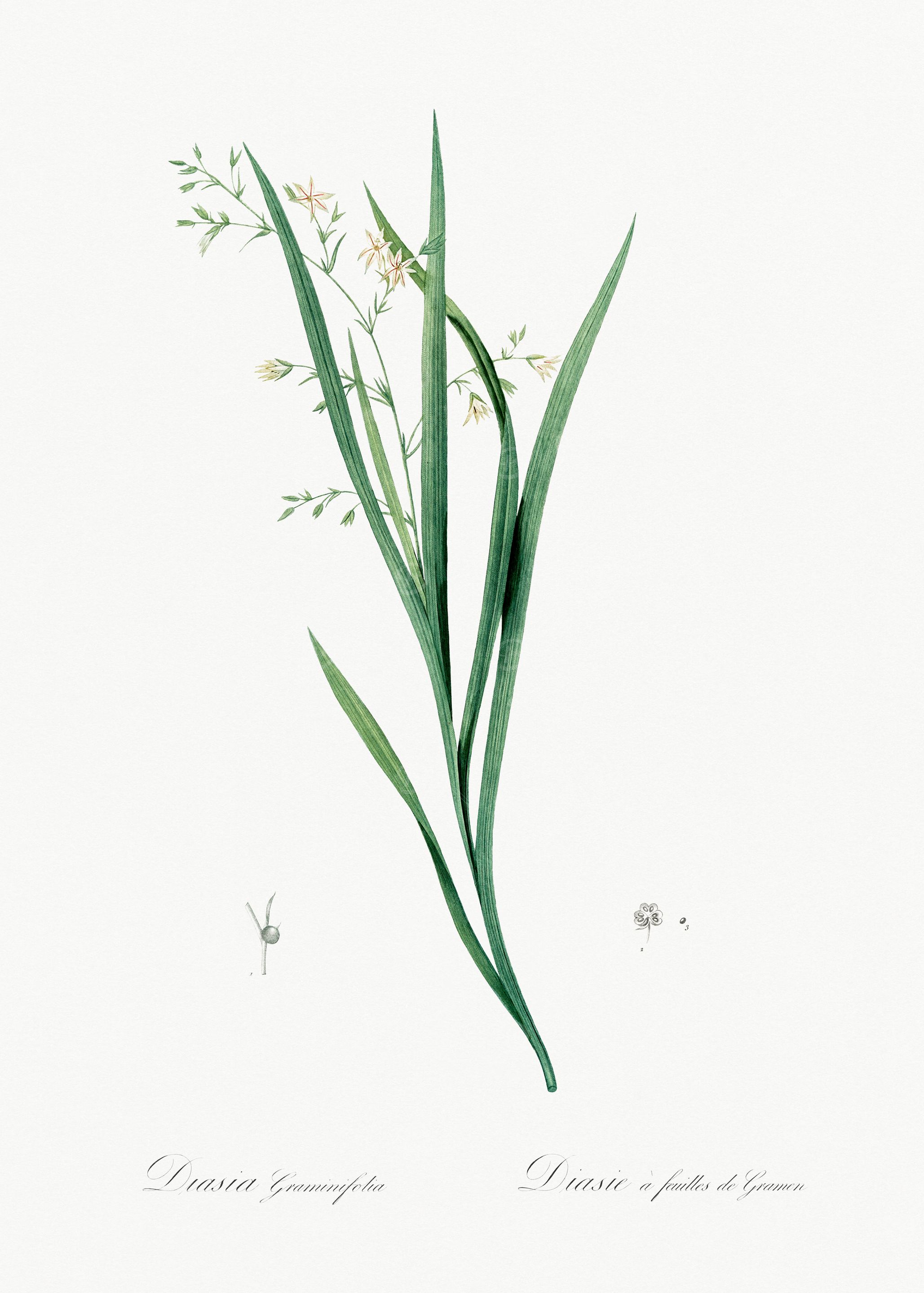 Botanical Illustration of Dianthus