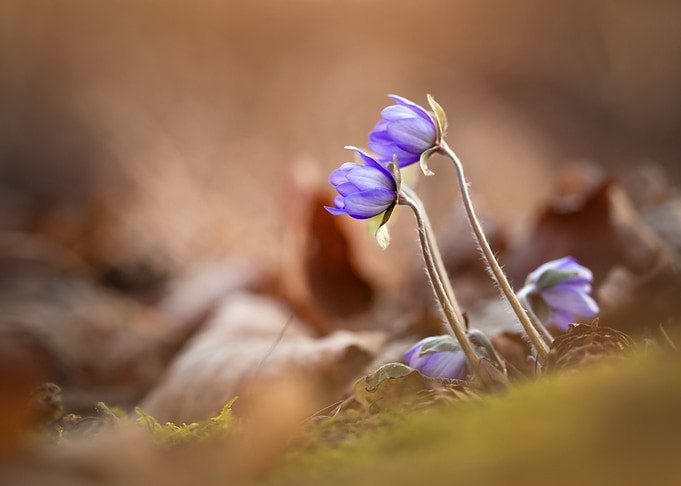 Delicate Blue Flowers