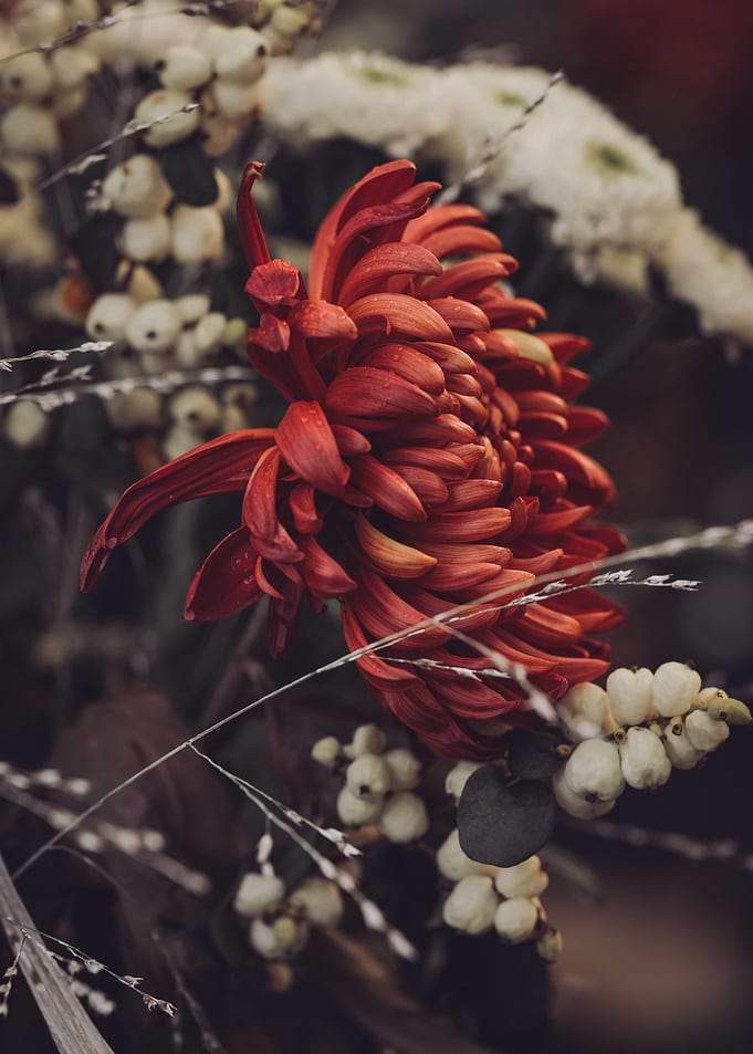 Red Chrysanthemum Close-Up